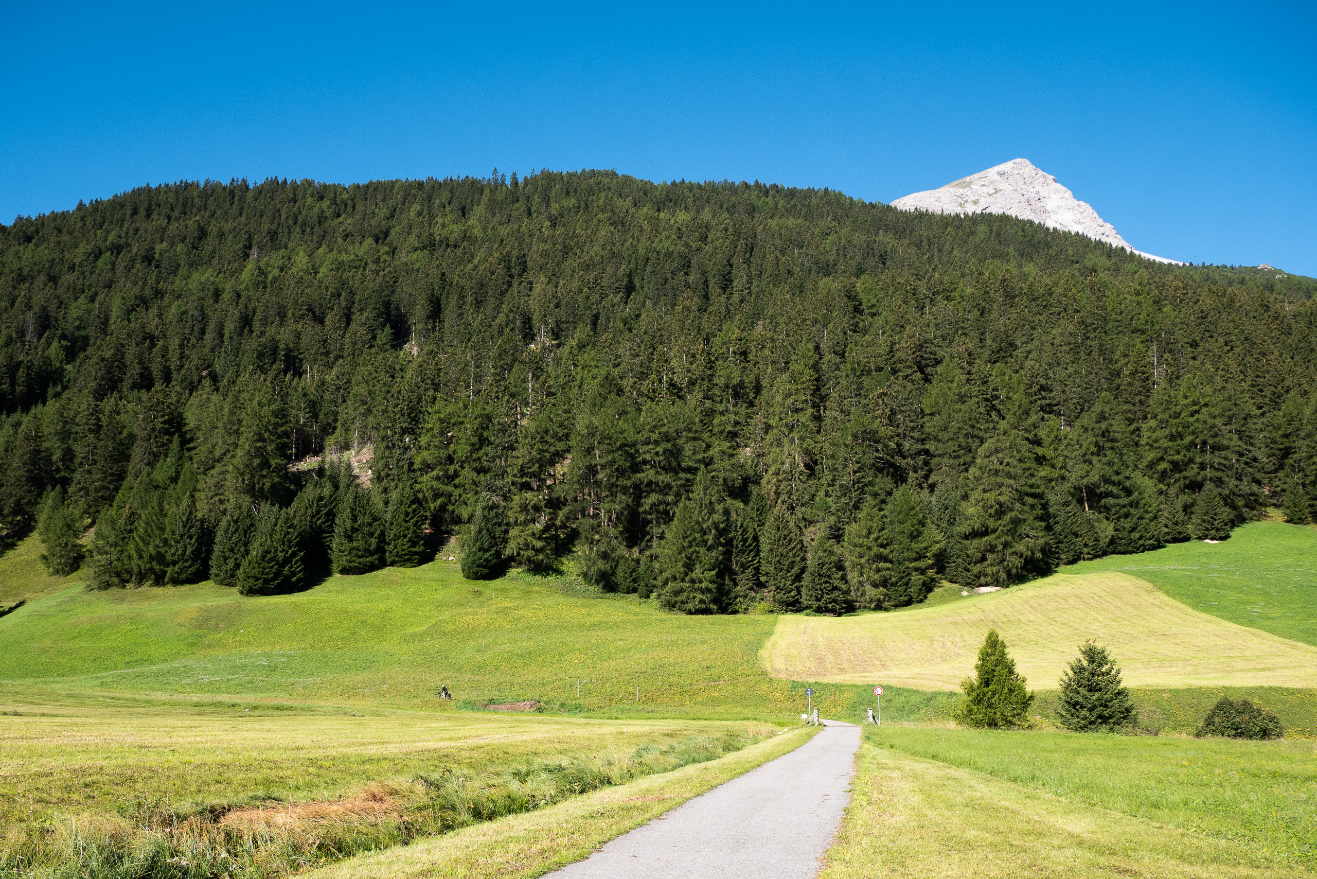 Radweg durch die Wiesen, dahinter Lärchenwald und Gipfel